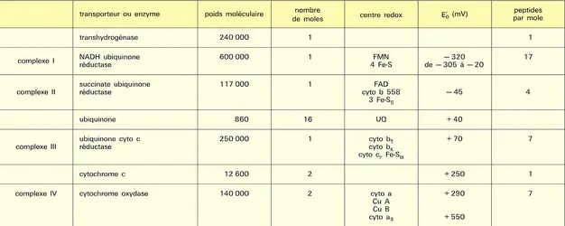 Chaîne respiratoire : composition - crédits : Encyclopædia Universalis France