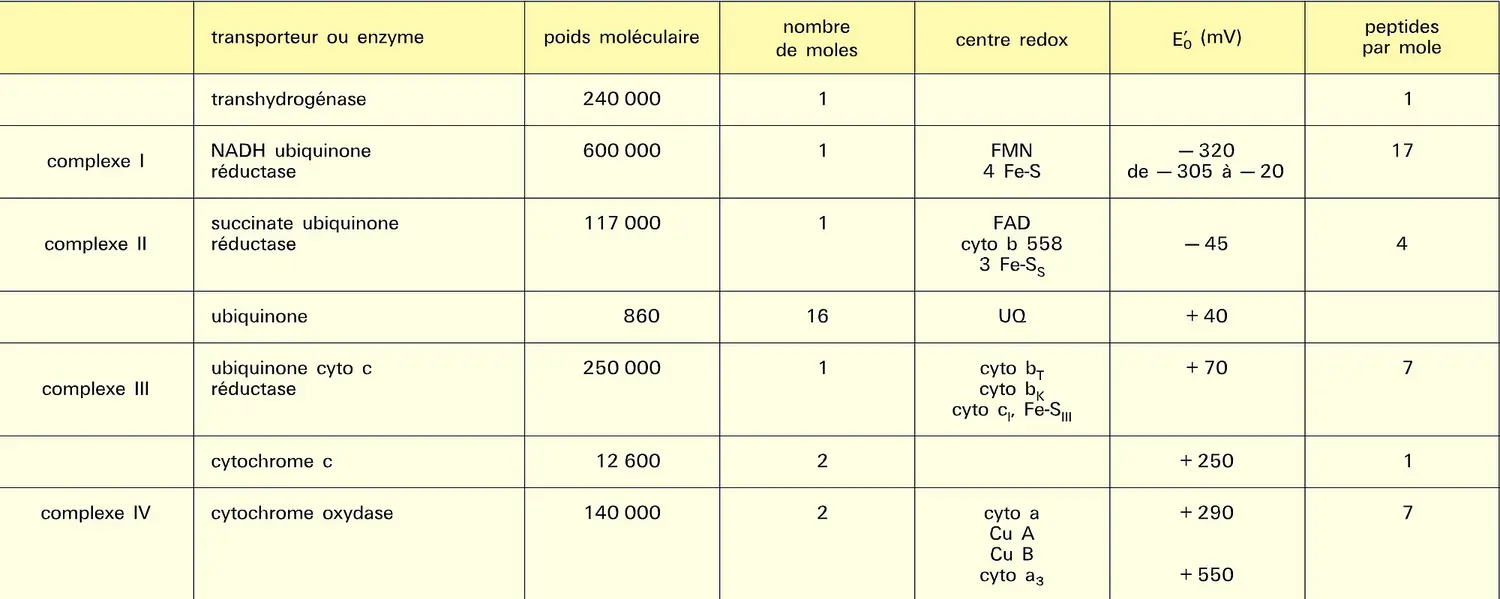 Chaîne respiratoire : composition