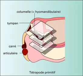 Poisson et Tétrapodes : squelette viscéral et oreille moyenne - crédits : Encyclopædia Universalis France