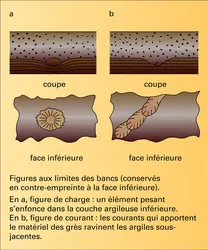 Limite des bancs - crédits : Encyclopædia Universalis France