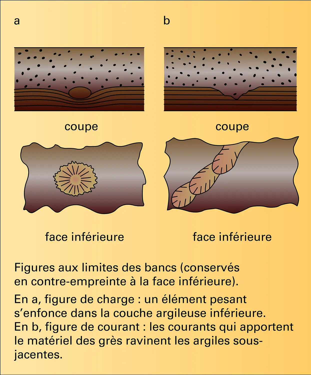 Limite des bancs