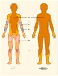 Isothermes de l'enveloppe de l'homme - crédits : Encyclopædia Universalis France