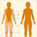 Isothermes de l'enveloppe de l'homme - crédits : Encyclopædia Universalis France