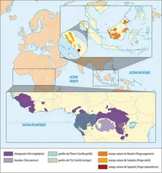 Répartition des grands singes - crédits : Encyclopædia Universalis France