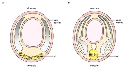 Complexe génique achaete-scute - crédits : Encyclopædia Universalis France