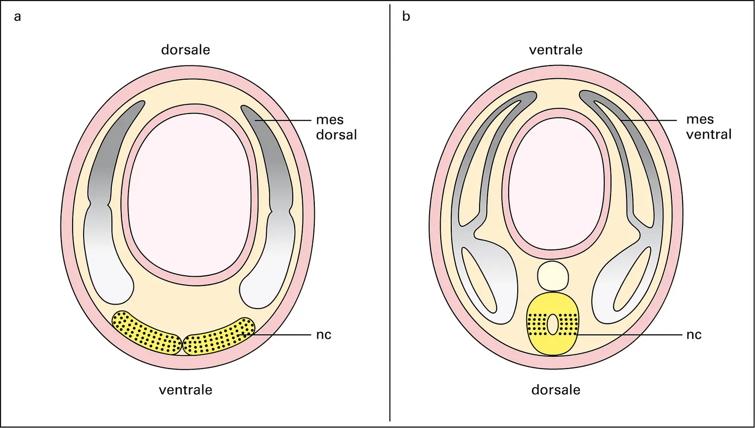 Complexe génique achaete-scute