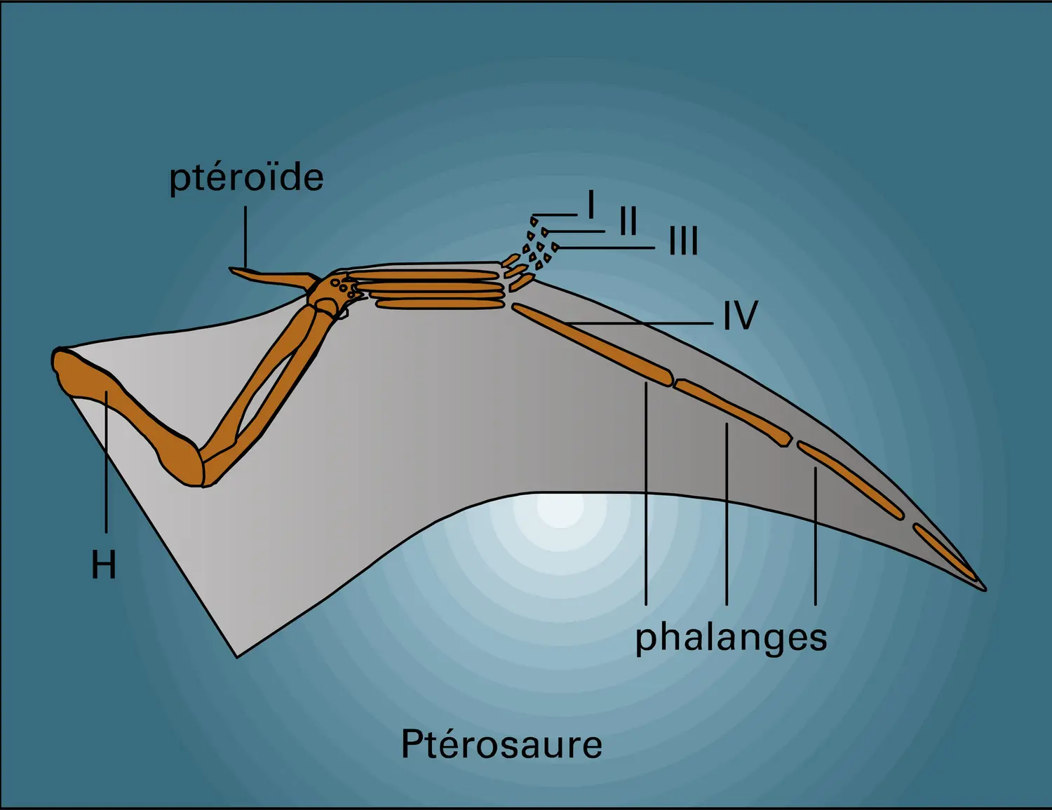 Tétrapodes : ailes - vue 1