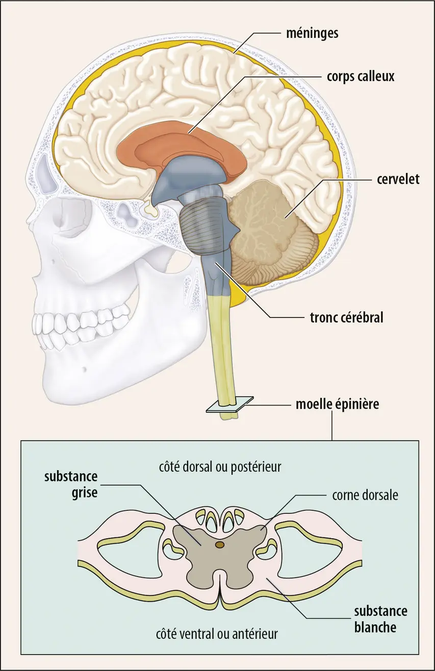 Localisation des principales cibles cérébrales des virus neurotropes