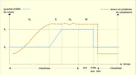 Caractéristiques de la croissance au cours du cycle cellulaire - crédits : Encyclopædia Universalis France