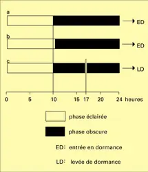 Entrée en dormance des bourgeons - crédits : Encyclopædia Universalis France