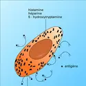 Mastocyte : réaction anaphylactique - crédits : Encyclopædia Universalis France