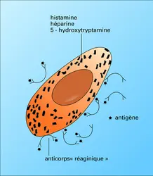 Mastocyte : réaction anaphylactique - crédits : Encyclopædia Universalis France