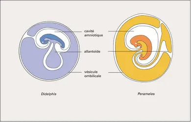 Embryon - crédits : Encyclopædia Universalis France