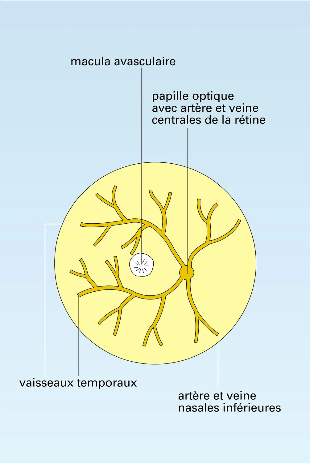 Fond d'œil