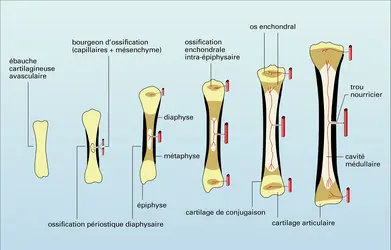 Ossification diaphysaire - crédits : Encyclopædia Universalis France