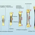 Ossification diaphysaire - crédits : Encyclopædia Universalis France