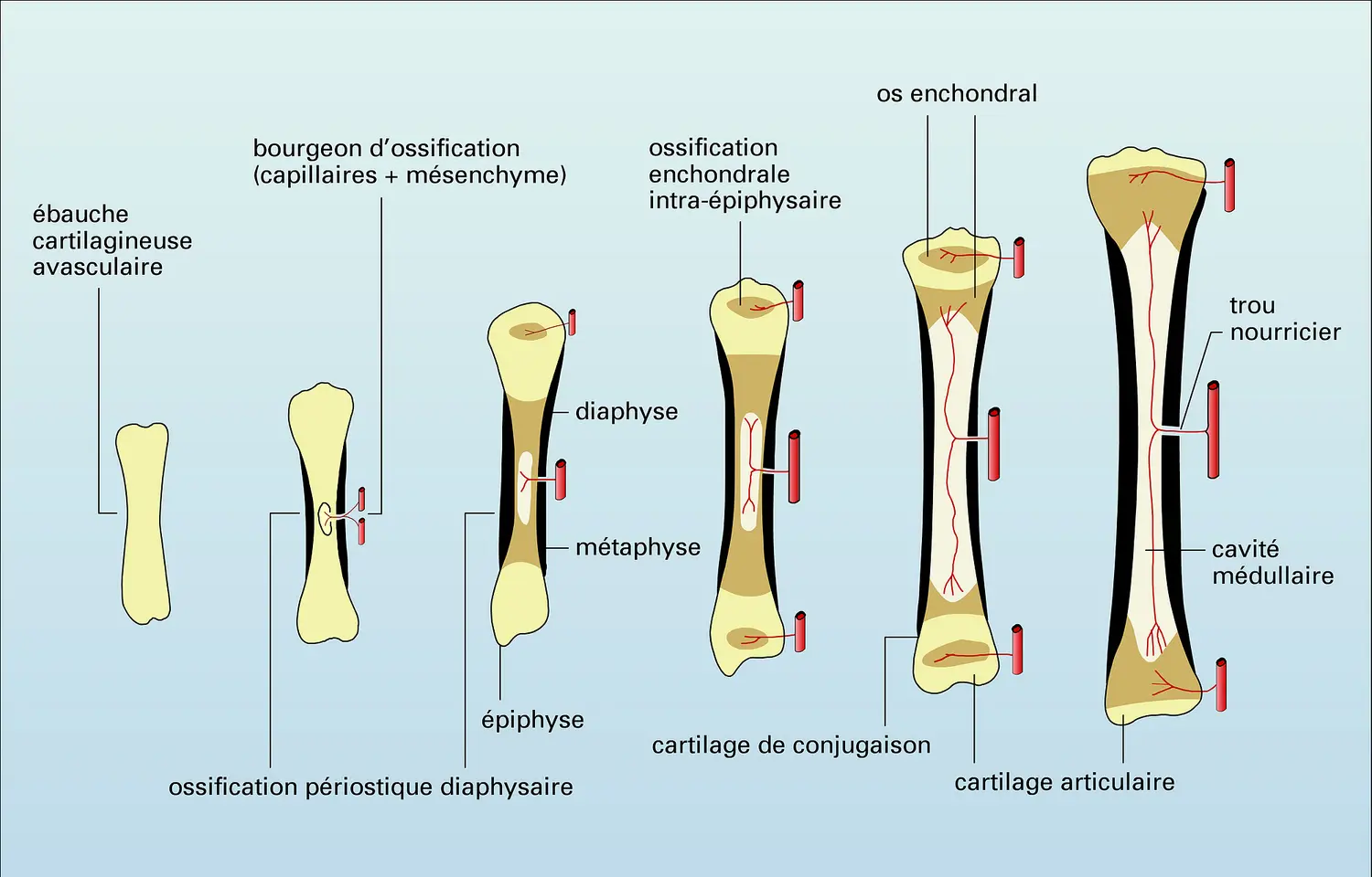 Ossification diaphysaire