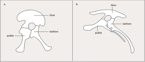 Dinosaures : deux types de bassins - crédits : Encyclopædia Universalis France