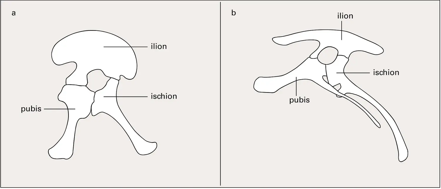 Dinosaures : deux types de bassins