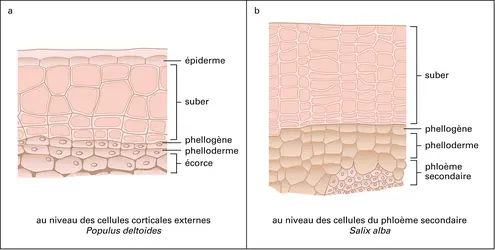 Méristèmes : phellogène - crédits : Encyclopædia Universalis France