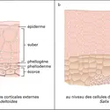 Méristèmes : phellogène - crédits : Encyclopædia Universalis France