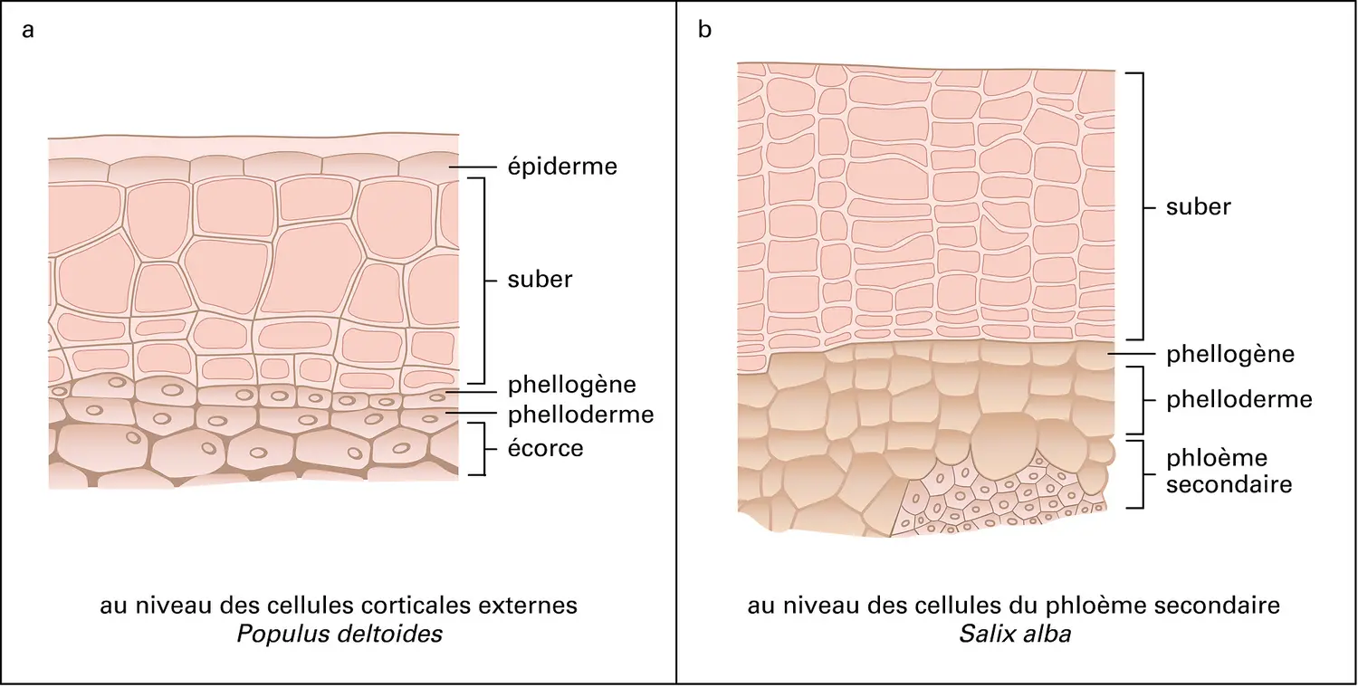 Méristèmes : phellogène