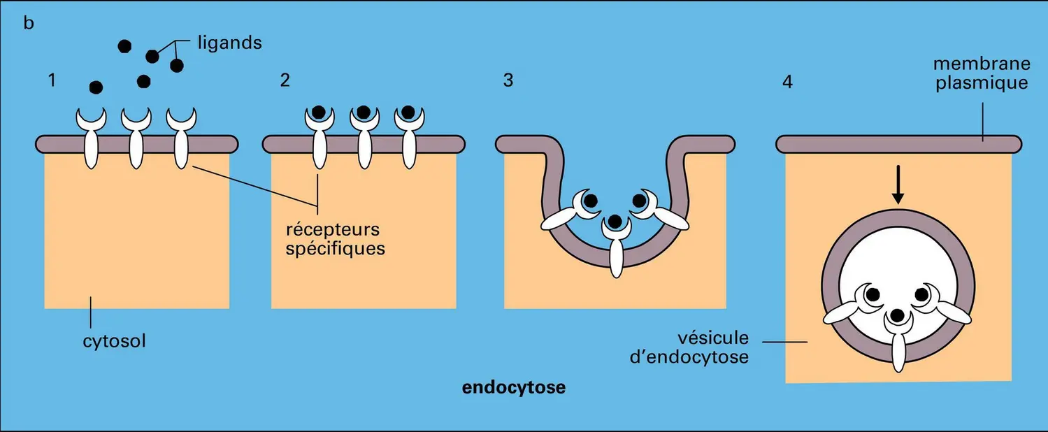 Échanges avec le milieu extracellulaire - vue 2