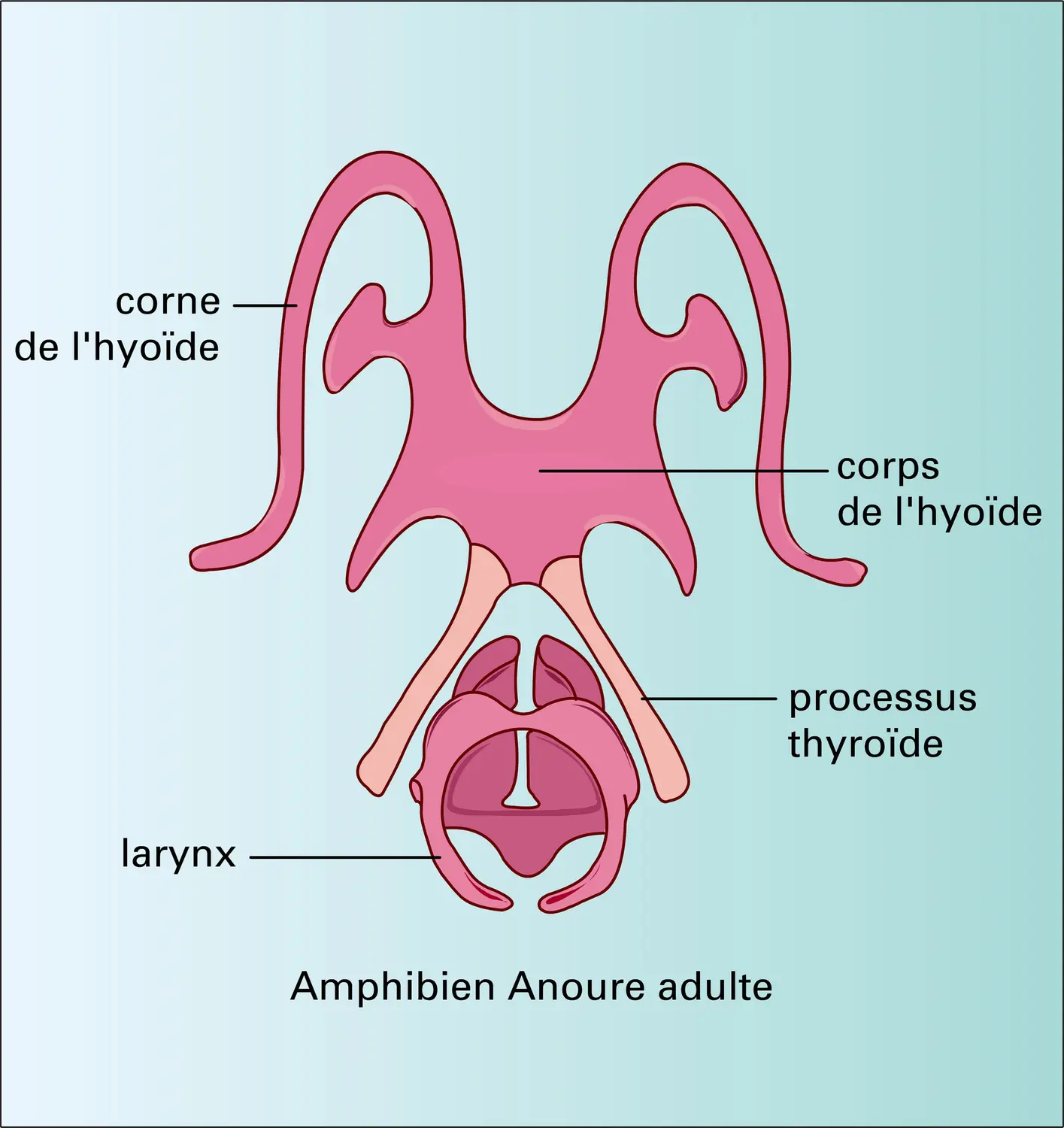 Tétrapodes : arcs branchiaux - vue 2