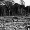 Déforestation à Guiroutou, Côte d'Ivoire - crédits : P. Poilecot/ CIRAD