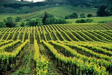 Vignobles de Napa Valley - crédits : Jerry Alexander/ Getty Images