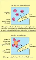 Assise pilifère - crédits : Encyclopædia Universalis France