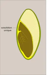 Angiosperme monocotylédone - crédits : Encyclopædia Universalis France