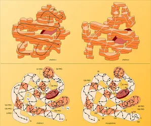 Molécule d'hémoglobine - crédits : Encyclopædia Universalis France