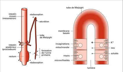 Appareil excréteur - crédits : Encyclopædia Universalis France