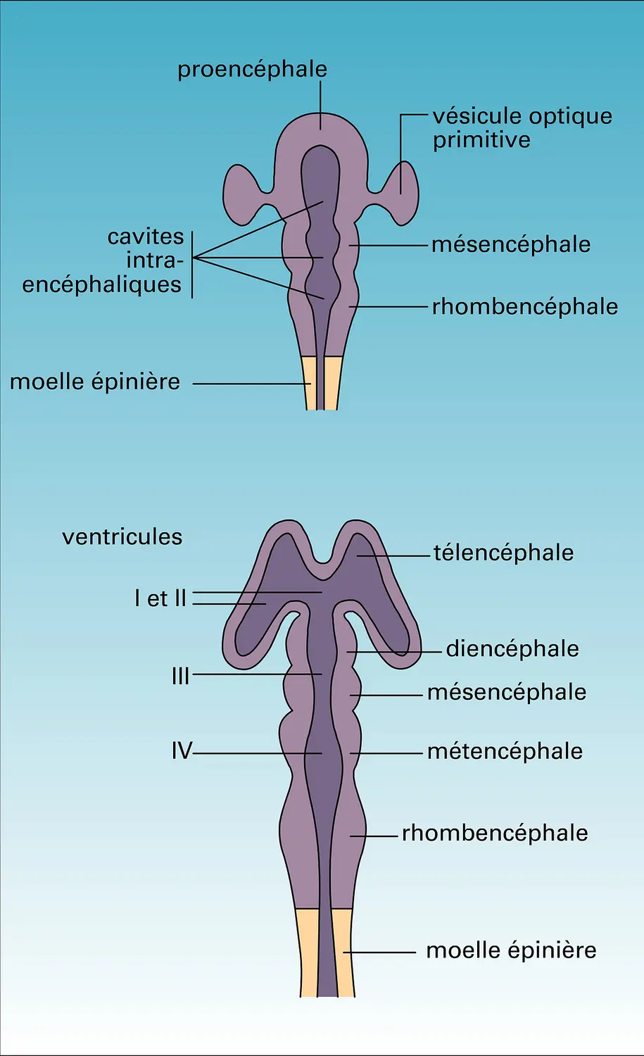 Vertébrés : vésicules cérébrales embryonnaires