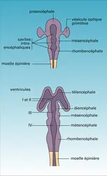 Vertébrés : vésicules cérébrales embryonnaires - crédits : Encyclopædia Universalis France