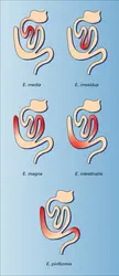 Eimeria : localisation intestinale - crédits : Encyclopædia Universalis France