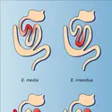 Eimeria : localisation intestinale - crédits : Encyclopædia Universalis France