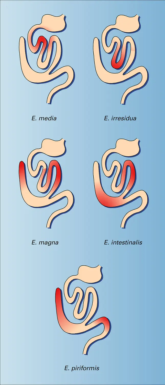 Eimeria : localisation intestinale