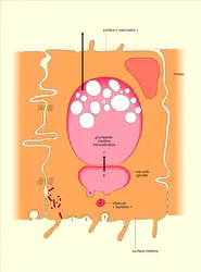 Embryon de poule : sac vitellin - crédits : Encyclopædia Universalis France