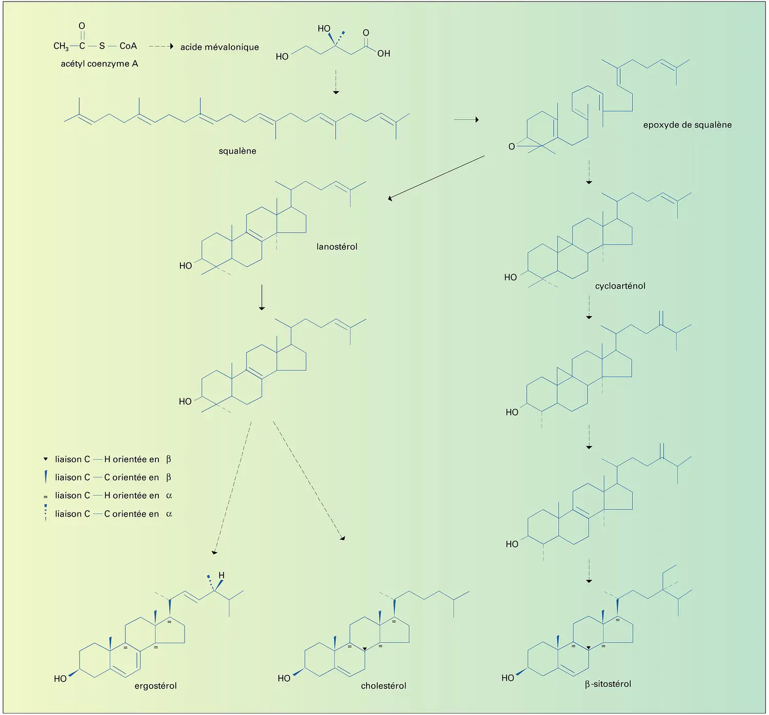 Biosynthèse des stérols