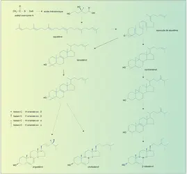 Biosynthèse des stérols - crédits : Encyclopædia Universalis France