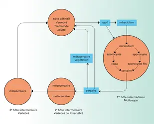 Cycle évolutif - crédits : Encyclopædia Universalis France