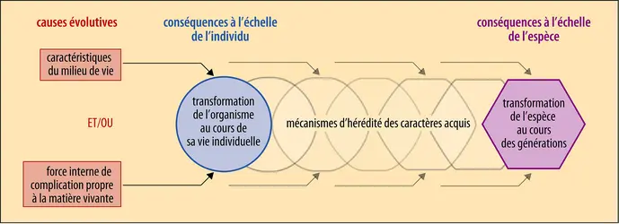 Schéma théorique des différentes formes du néo-lamarckisme - crédits : Encyclopædia Universalis France