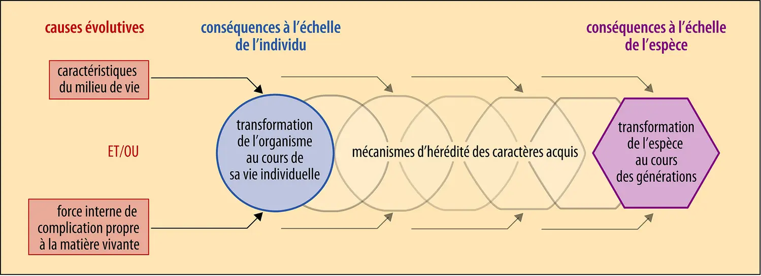 Schéma théorique des différentes formes du néo-lamarckisme