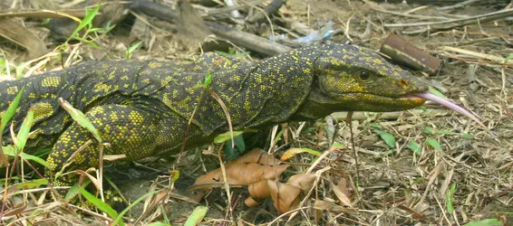 Varanus bitatawa, lézard géant - crédits : J. Brown