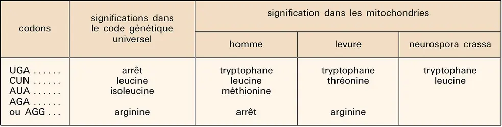 Génome mitochondrial : modifications du code génétique - crédits : Encyclopædia Universalis France