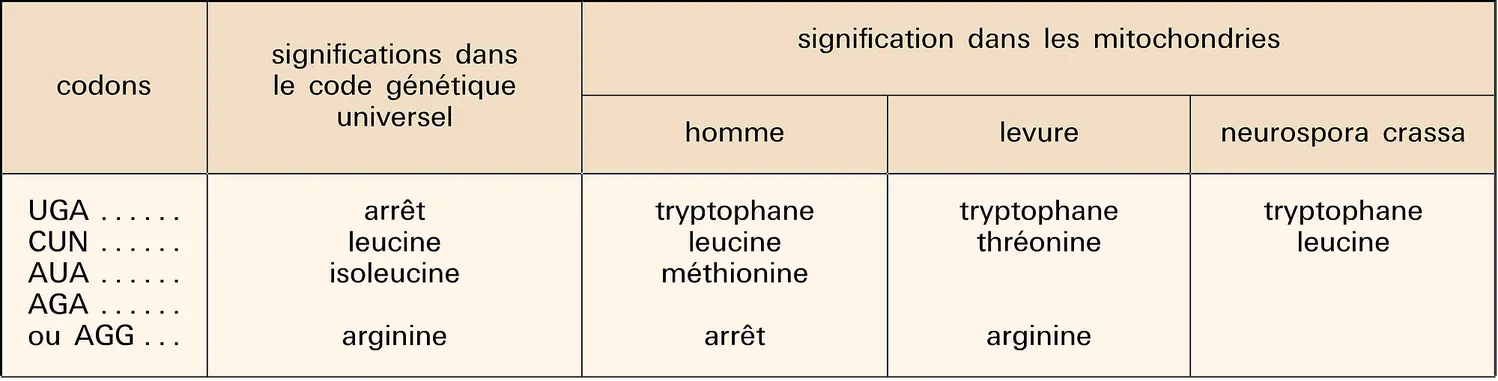 Génome mitochondrial : modifications du code génétique