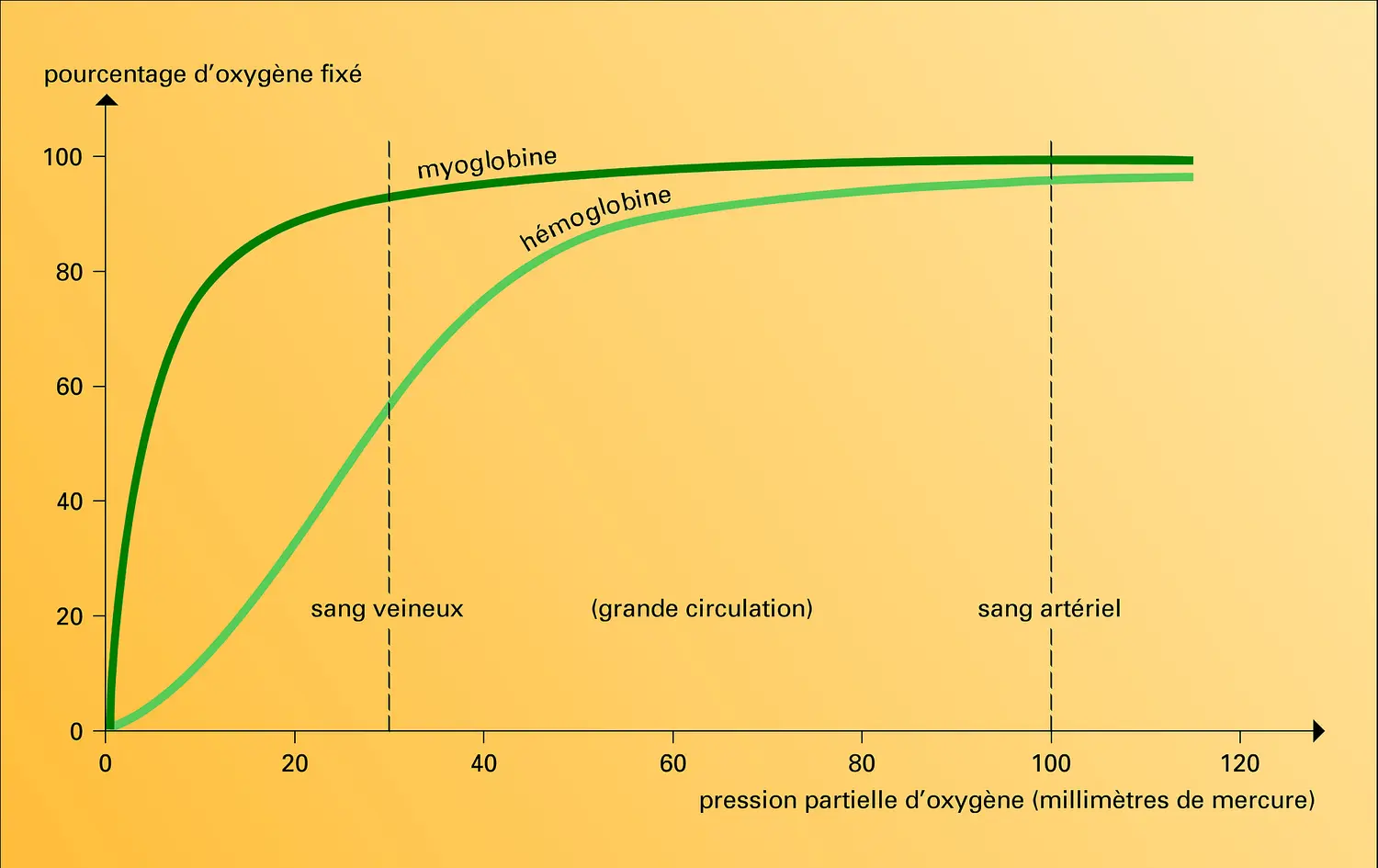 Affinité pour l'oxygène