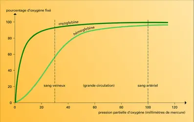 Affinité pour l'oxygène - crédits : Encyclopædia Universalis France